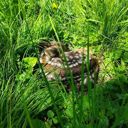 “in Dai Guriuz” Alpesi faház *