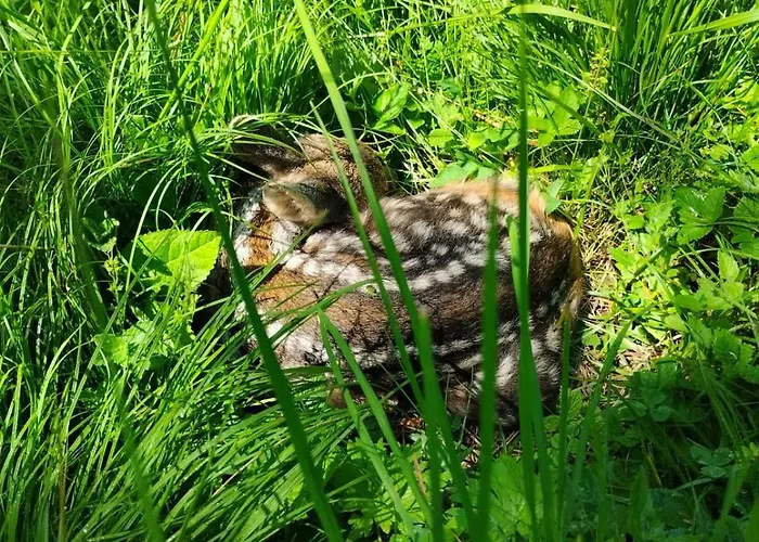 “in Dai Guriuz” Σαλέ *